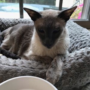 Meet your Posher, Shannon